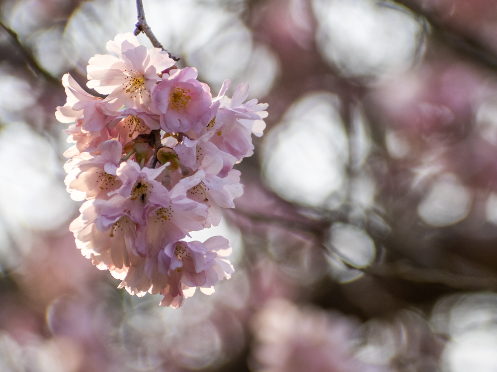 Projet photo 365 - photographier le printemps