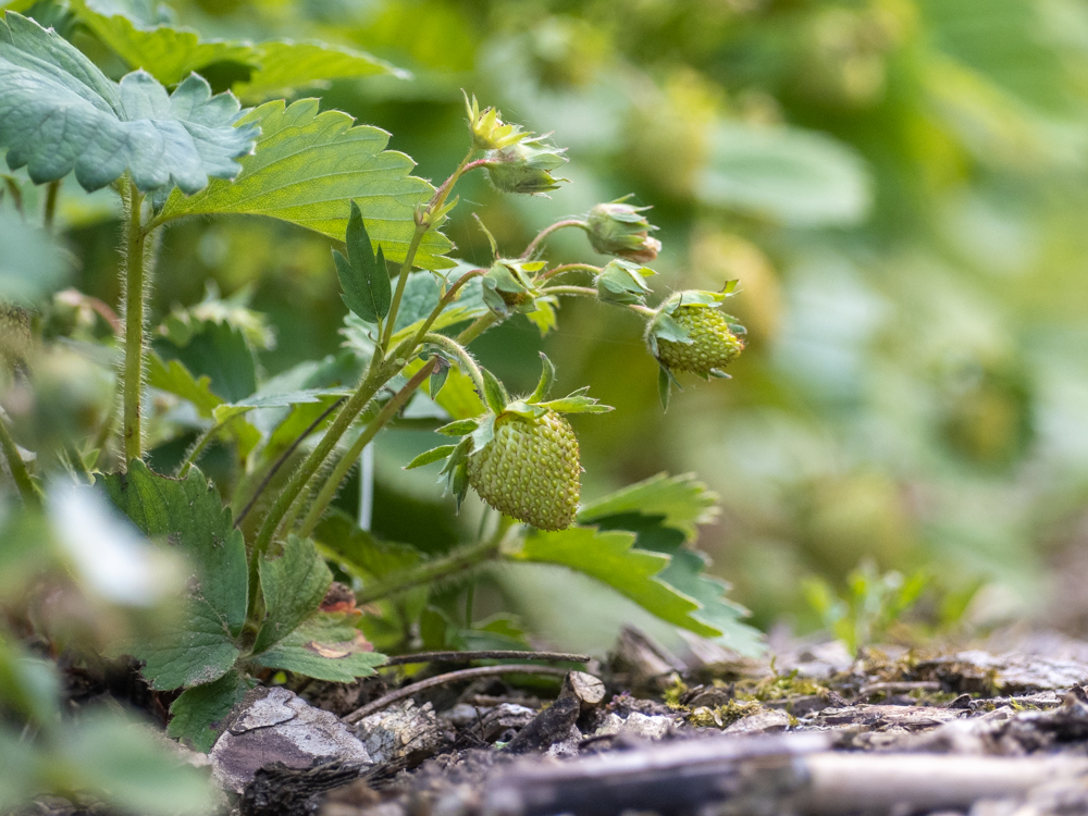 Projet photo 365 - photographier le printemps