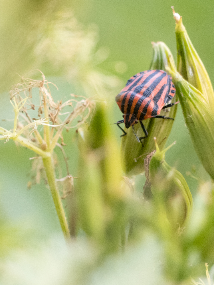 Projet photo 365 - photographier le printemps