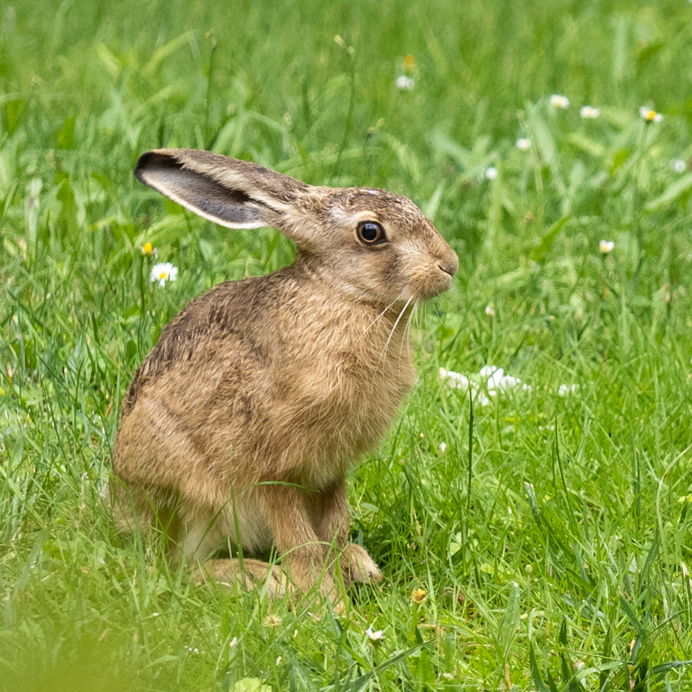 Projet photo 365 - photographier le printemps